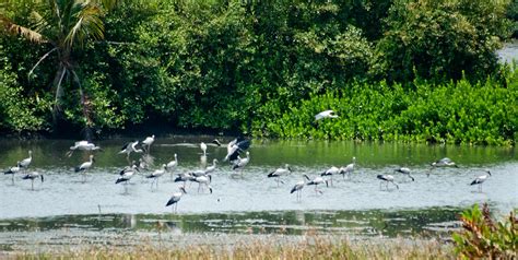 Thattekad Bird Sanctuary, Cochin - Experience Kerala