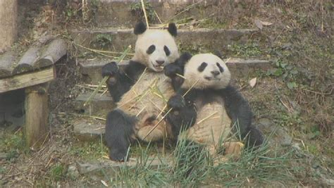 Newly Weaned Cubs Tackle Panda Kindergarden | Pandas International