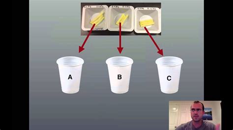 Osmosis in Plant Cells - YouTube