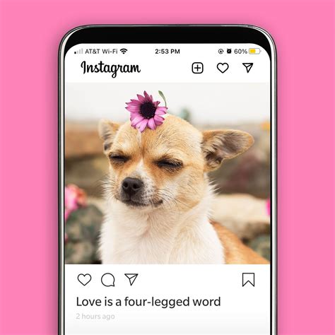 45 Best Dog Instagram Captions | Reader's Digest