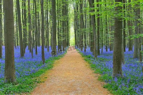 Path through Beech Forest - Pickawall