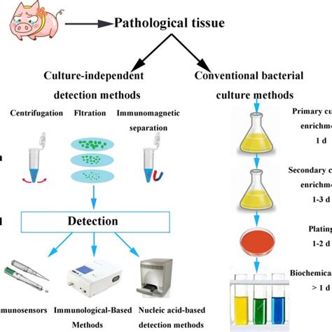 (PDF) Methods for the detection and characterization of Streptococcus ...