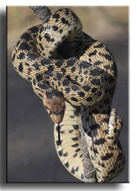 Gopher Snake | Shutterbug