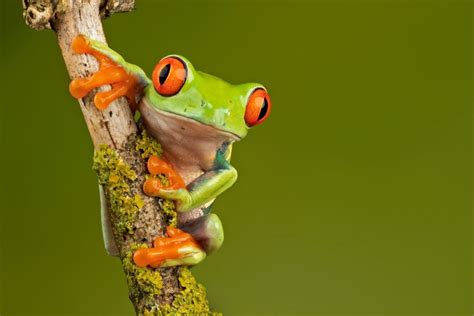 The Ultimate Red-Eyed Tree Frog Care Guide - Nature Discovery