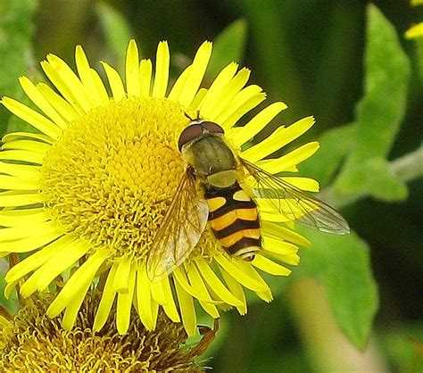 Michael Foley: Natural History ©: HOVERFLIES: Some common Lancashire hoverflies