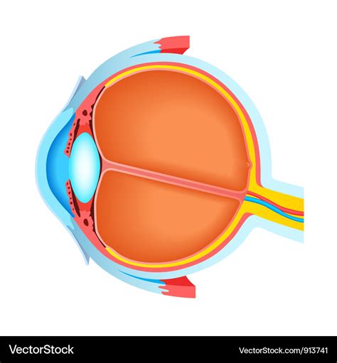 Cross section of human eye Royalty Free Vector Image