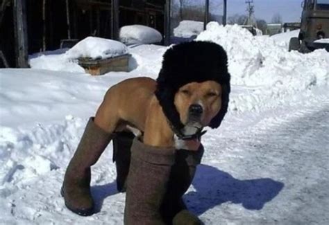 Top 10 Funny Images of Dogs in Shoes