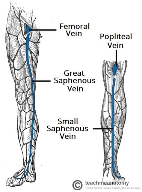 Venous Drainage of the Lower Limb - TeachMeAnatomy