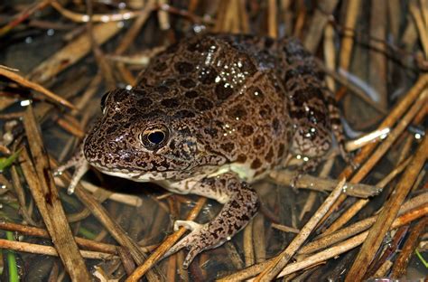 Crawfish Frog (Reptiles and Amphibians of Mississippi) · iNaturalist