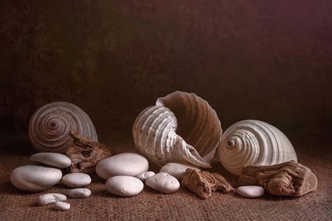 Natures Objects Still Life Photograph by Tom Mc Nemar - Fine Art America