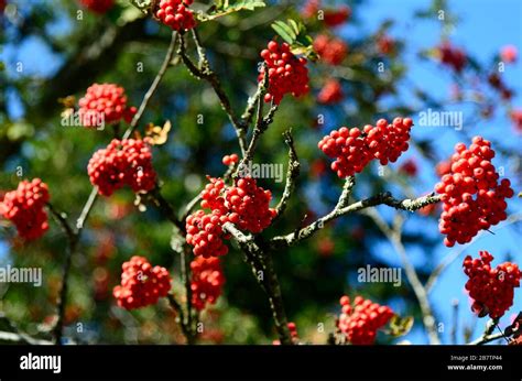 seeds of European rowan aka mountain ash Stock Photo - Alamy