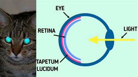 Kedilerin gözleri karanlıkta neden parlar? - Megabayt
