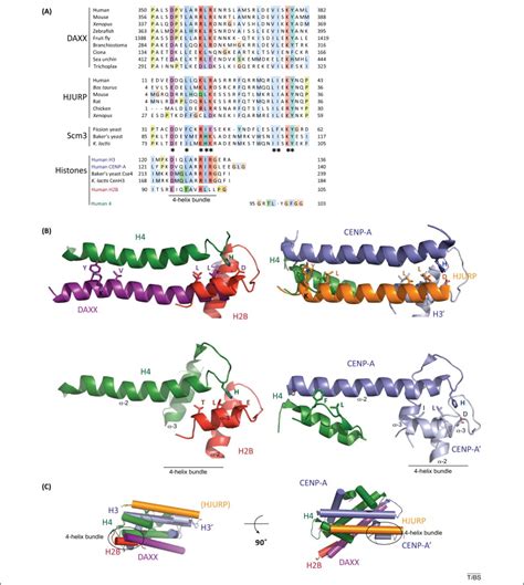 A common structural theme in histone chaperones mimics interhistone contacts: Trends in ...