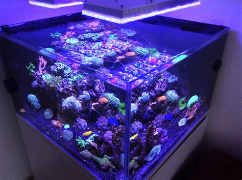 Randloos aquarium met LED-verlichting • Orphek