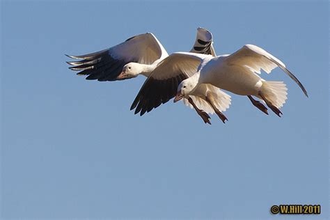 Pennsylvania Wildlife Photographer: Snow Geese at Middle Creek Wildlife ...