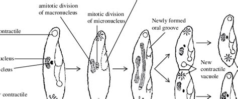 Binary Fission In Paramecium