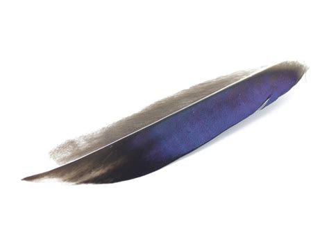 Mallard Duck Quill Feathers (Natural) – Feather Buy