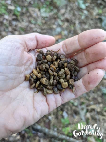 How to Grow Ginseng from Seed or Rootlets - Unruly Gardening