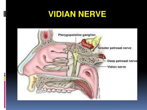 PPT - DR. SHEETAL RAI ASST. PROFESSOR DEPT OF ENT YENEPOYA MEDICAL COLLEGE PowerPoint ...