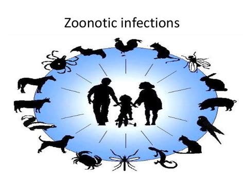 Zoonoticinfections 160130090920