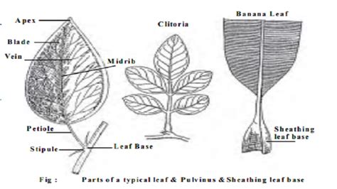 Parts of a Leaf : 1. Leaf base 2. Petiole 3. Lamina