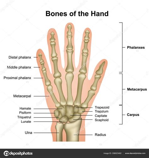 Anatomie Des Mains Vecteur Main — Image vectorielle medicalstocks ...