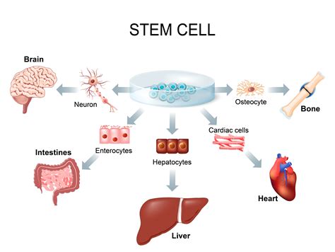 สเต็มเซลล์คืออะไร - Stemcellforlife