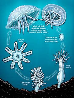 BELAJAR BIOLOGI DARI BONTANG: Filum Cnidaria (Coelenterata)