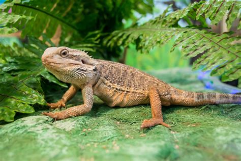 Pogona: hábitos, características e curiosidades deste pet | Guia Animal