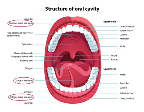 Mouth Labelled Diagram