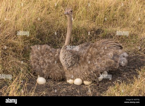 Ostrich nest hi-res stock photography and images - Alamy