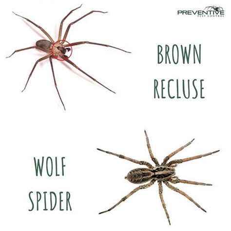 The Brown Recluse Spider is commonly mistaken for the Wolf Spider. Although both are harmful to ...