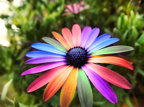 Rainbow Pretty Flower Pictures : Yesterday Our Pretty Peeg Bert Crossed ...