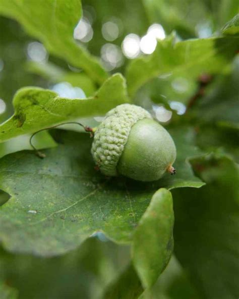 Growing an oak tree and how to watch seeds grow. Day 3 of 30 days wild ...