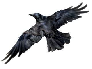 Raven PNG, Raven Transparent Background - FreeIconsPNG