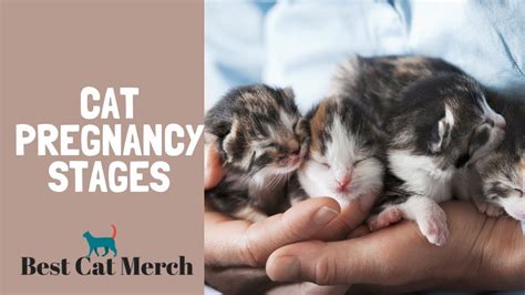 Cat Pregnancy Stages - YouTube