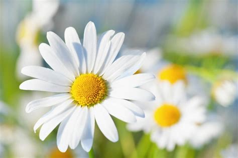 Golden Blooms of Tranquility: The Symbolism of Chamomile Flowers - Petal Republic