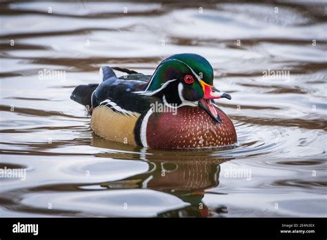 Wood Duck Winter Plumage High Resolution Stock Photography and Images - Alamy