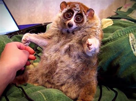 Save the rainforest: The Truth behind the Slow Loris Pet Trade