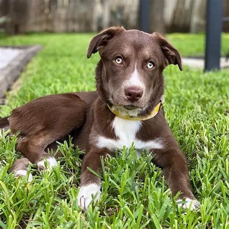 Husky Lab Mix Temperament and Puppy Stages - Lab Husky Mix Facts