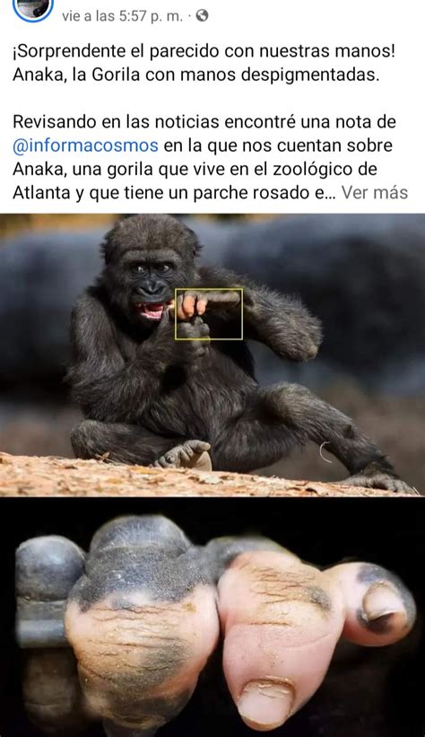 Top memes de Gorila en español :) Memedroid