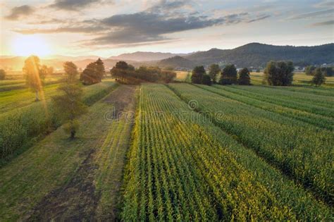 Corn field at sunset stock image. Image of food, nature - 215049603