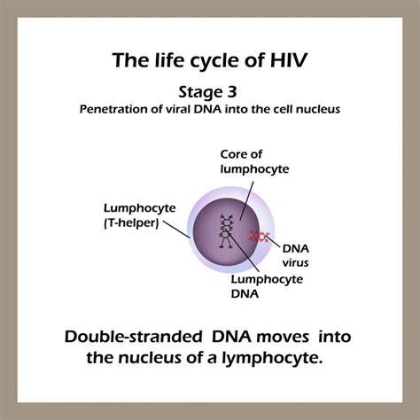 Stages of HIV & AIDS | STD.GOV Blog