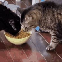 Hungry Hungry Cat GIF - Hungry Hungry Cat Funny Cat - Discover & Share GIFs