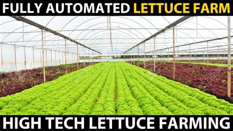 Fully Automated Hydroponic Lettuce Farm | High Tech Lettuce Farming ...