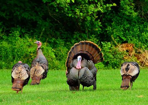 How to Hunt Turkey - 8 Simple Steps to Follow | Turkey Hunting Tips