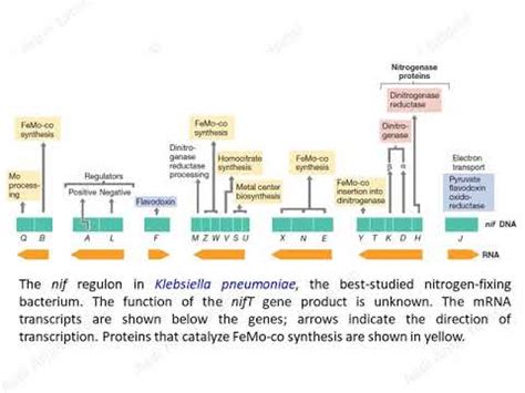 regulation of nif genes - YouTube