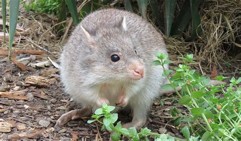 Rufous Bettong | The Animal Facts Appearance, Diet, Habitat, Behavior