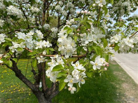 White Cherry Blossom Tree ii by daanton on DeviantArt