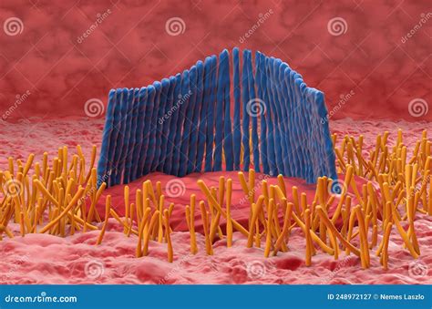 Inner Ear Hair Cell In The Vestibular System - Closeup View 3d ...